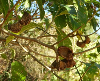 Tabernaemontana tomentosa, photographed by Francisco Farriols Sarabia