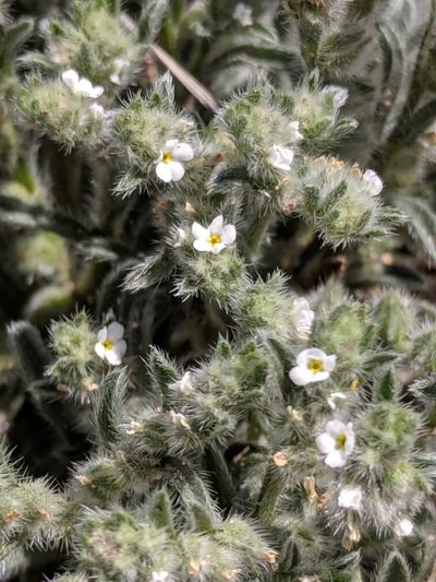 Johnstonella mexicana, photographed by Alison Northup