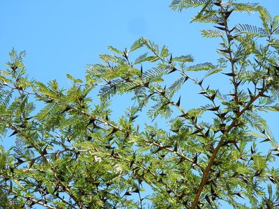 Vachellia hindsii, photographed by Francisco Farriols Sarabia