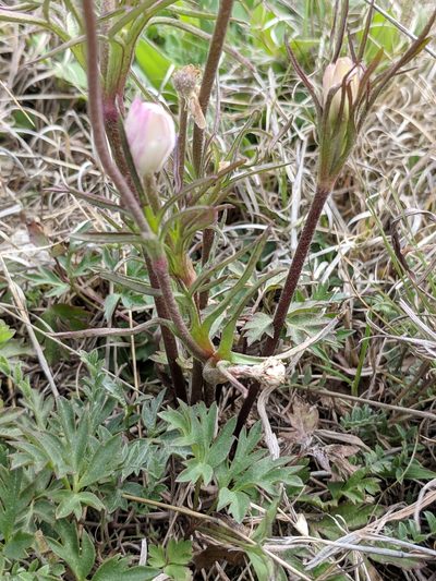 Anemone okennonii, photographed by Alison Northup
