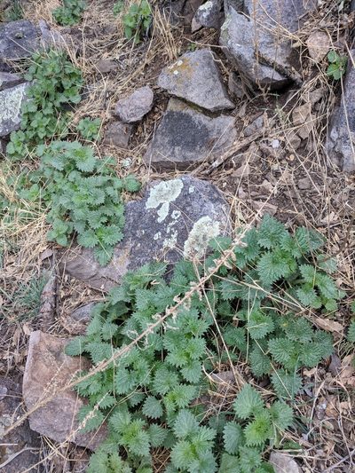 Urtica gracilenta, photographed by Alison Northup