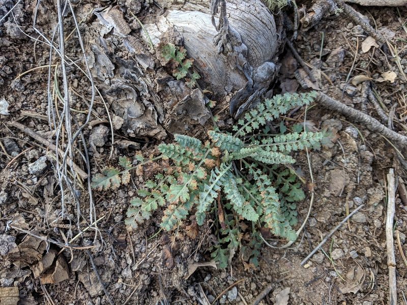 Packera millelobata, photographed by Alison Northup