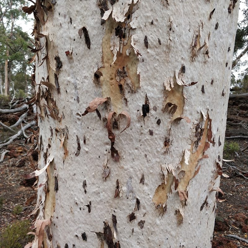 Eucalyptus wandoo, photographed by Will Cornwell