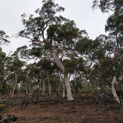 Eucalyptus wandoo, photographed by Will Cornwell
