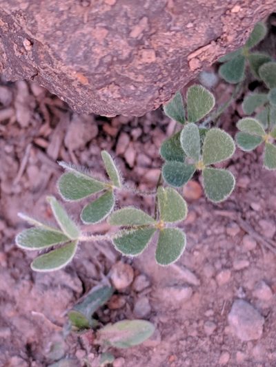 Marsilea mollis, photographed by Alison Northup
