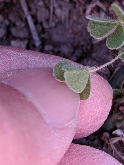 Marsilea mollis, photographed by Alison Northup