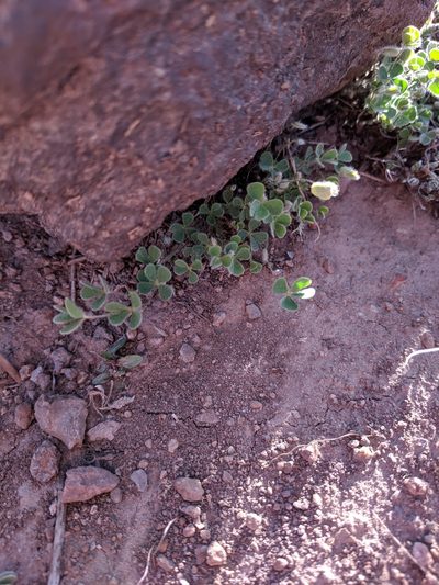 Marsilea mollis, photographed by Alison Northup