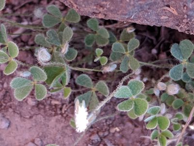 Marsilea mollis, photographed by Alison Northup