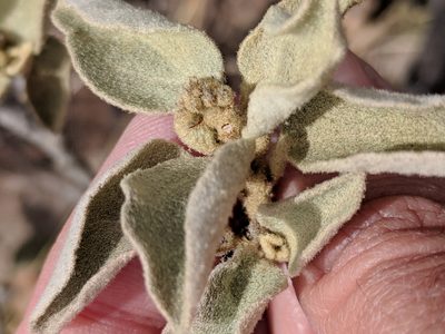 Croton suaveolens, photographed by Alison Northup