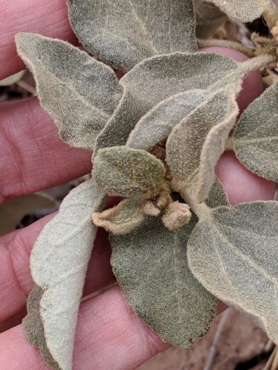 Croton suaveolens, photographed by Alison Northup