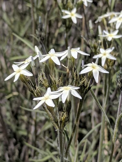 Amsonia palmeri, photographed by Alison Northup