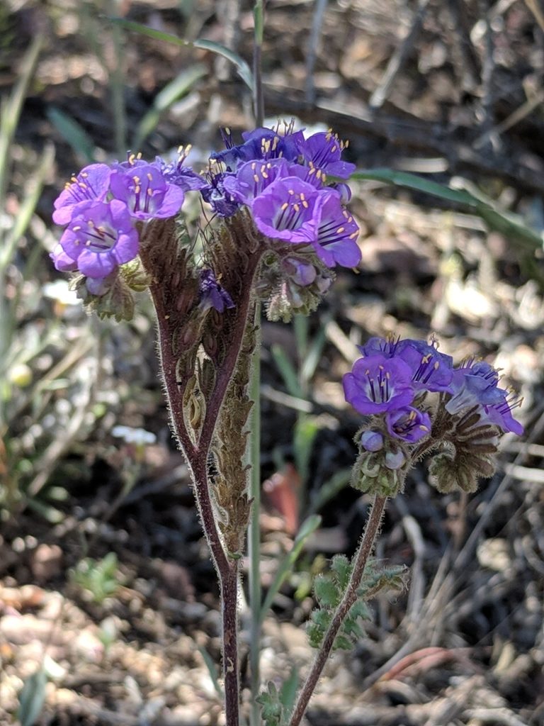 Phacelia infundibuliformis, photographed by Alison Northup