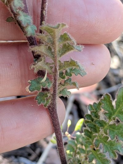 Phacelia infundibuliformis, photographed by Alison Northup