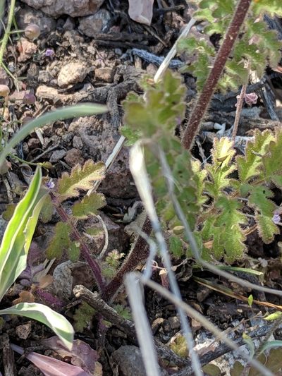 Phacelia infundibuliformis, photographed by Alison Northup