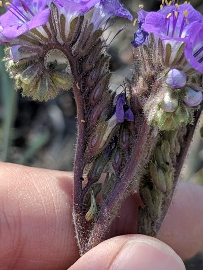 Phacelia infundibuliformis, photographed by Alison Northup