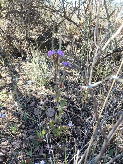 Phacelia infundibuliformis, photographed by Alison Northup