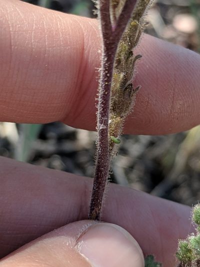 Phacelia infundibuliformis, photographed by Alison Northup