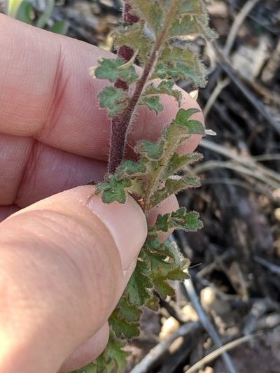 Phacelia infundibuliformis, photographed by Alison Northup
