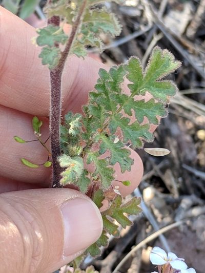 Phacelia infundibuliformis, photographed by Alison Northup