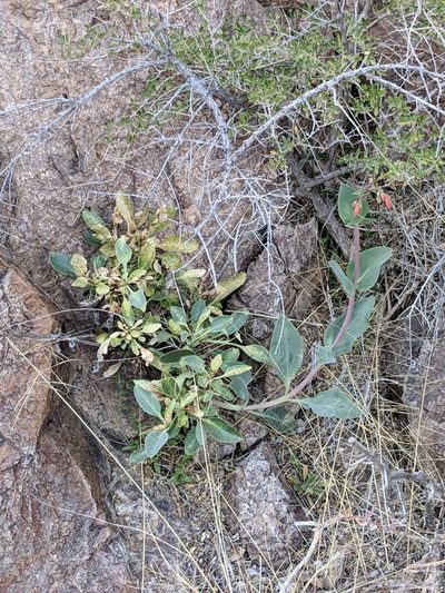 Penstemon havardii, photographed by Alison Northup