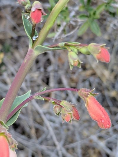 Penstemon havardii, photographed by Alison Northup