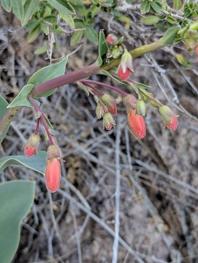 Penstemon havardii, photographed by Alison Northup