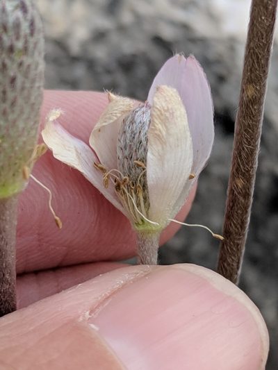 Anemone okennonii, photographed by Alison Northup