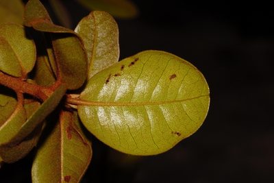 Vitellariopsis ferruginea, photographed by i_c_riddell