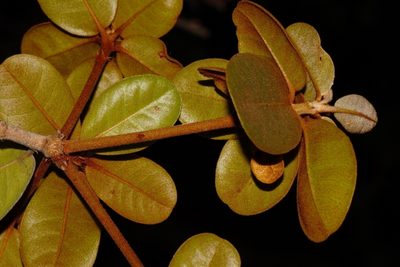 Vitellariopsis ferruginea, photographed by i_c_riddell