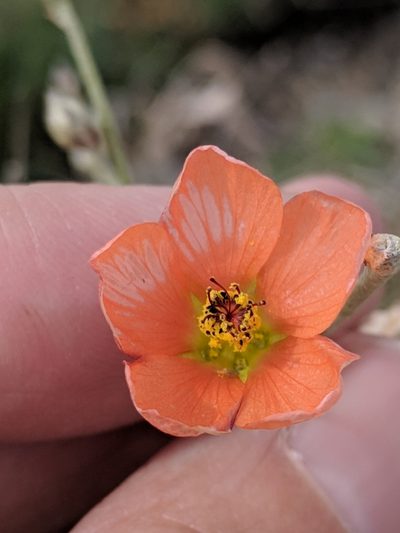 Sphaeralcea leptophylla, photographed by Alison Northup