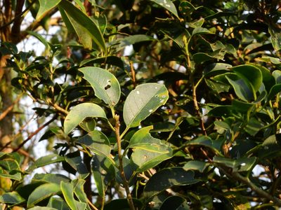 Ilex pedunculosa, photographed by Jacy Chen