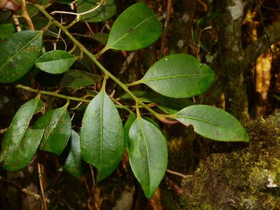Cleyera japonica, photographed by Jacy Chen