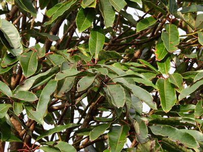 Daphniphyllum himalense, photographed by Jacy Chen