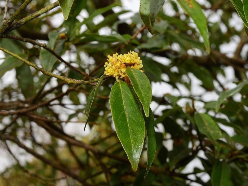Neolitsea acuminatissima, photographed by Jacy Chen