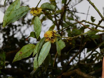 Neolitsea acuminatissima, photographed by Jacy Chen