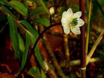 Coptis quinquefolia, photographed by Jacy Chen
