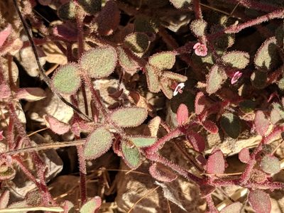 Euphorbia arizonica, photographed by Alison Northup