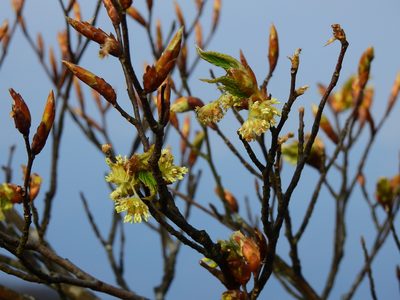 Fagus hayatae, photographed by Jacy Chen