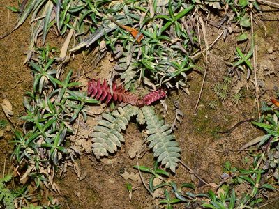 Spicantopsis hancockii, photographed by Jacy Chen