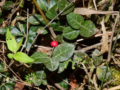 Ardisia japonica, photographed by Jacy Chen