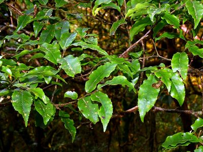 Symplocos lancifolia, photographed by Jacy Chen
