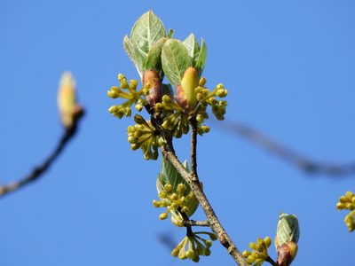 Lindera erythrocarpa, photographed by Jacy Chen