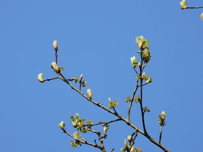 Lindera erythrocarpa, photographed by Jacy Chen