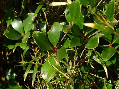 Ternstroemia gymnanthera, photographed by Jacy Chen