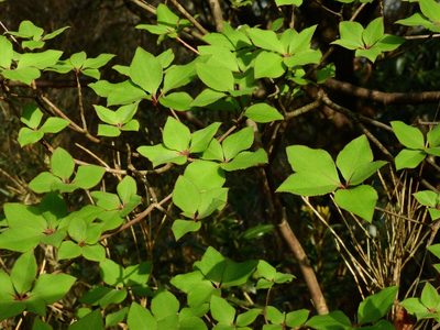 Enkianthus perulatus, photographed by Jacy Chen