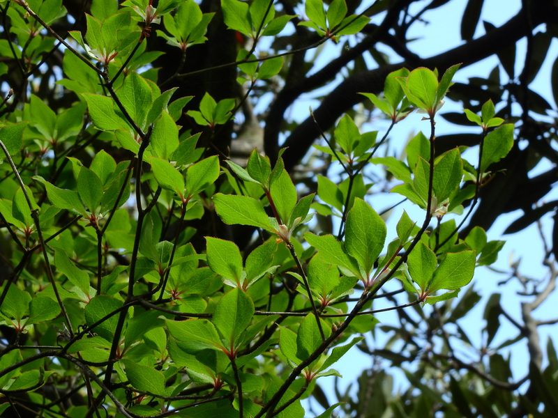 Enkianthus perulatus, photographed by Jacy Chen