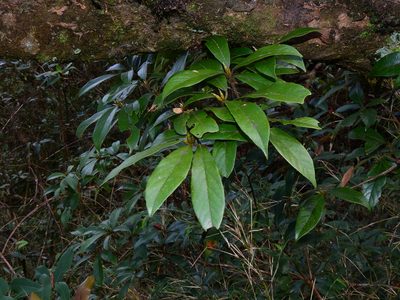 Actinodaphne mushaensis, photographed by Jacy Chen