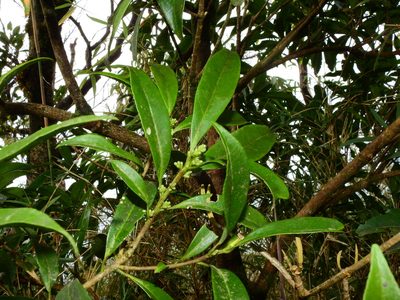 Symplocos wikstroemiifolia, photographed by Jacy Chen