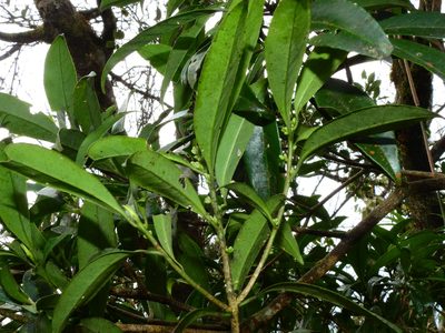 Symplocos wikstroemiifolia, photographed by Jacy Chen