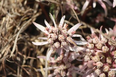 Euphorbia radians, photographed by José Belem Hernández Díaz